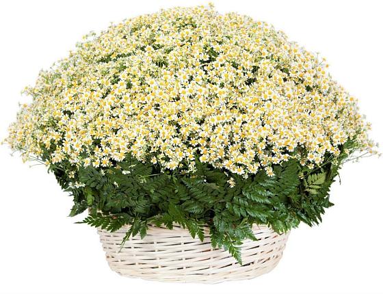 Цветочная композиция из Ромашки в корзине в Кош-Агач